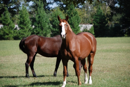 Stately TN Historic Home & Acreage, Barn, Guest Cottage - image 20