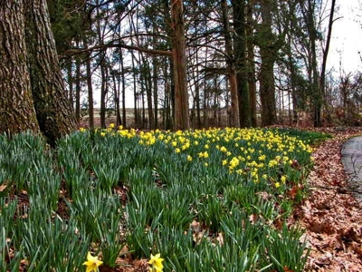 Stately TN Historic Home & Acreage, Barn, Guest Cottage - image 39