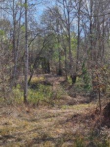 54 Acres Hunting Land Dallas County Alabama - image 4