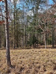 54 Acres Hunting Land Dallas County Alabama - image 5