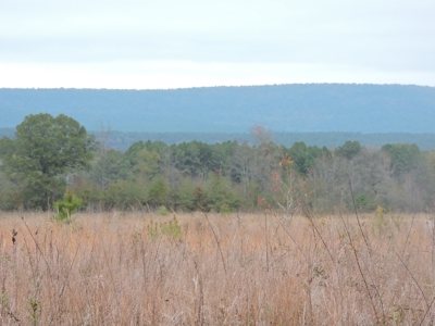 HUNTING Land or INVESTMENT Property FOR SALE - image 3