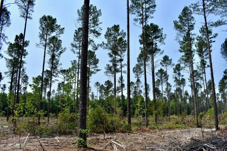 Lot 3- Recreational Land for Sale in Camden SC - image 1
