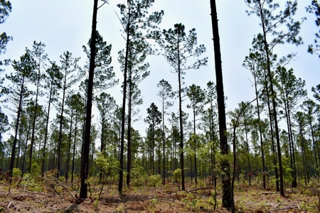 Lot 3- Recreational Land for Sale in Camden SC - image 2