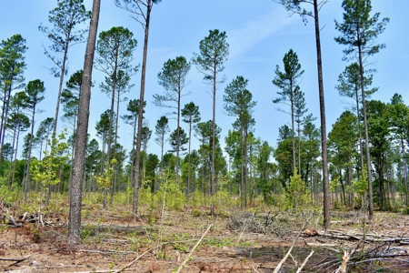 Lot 3- Recreational Land for Sale in Camden SC - image 13