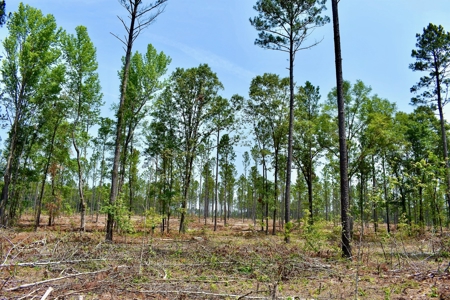 Lot 3- Recreational Land for Sale in Camden SC - image 9
