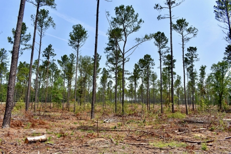 Lot 3- Recreational Land for Sale in Camden SC - image 7