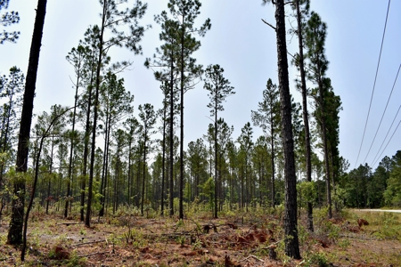 Lot 3- Recreational Land for Sale in Camden SC - image 3