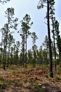 Lot 3- Recreational Land for Sale in Camden SC - image 4