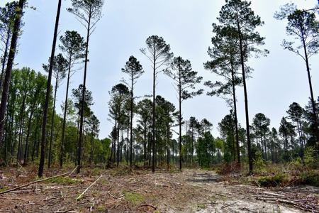 Lot 3- Recreational Land for Sale in Camden SC - image 6