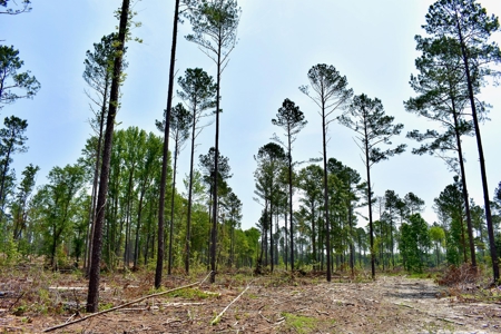 Lot 3- Recreational Land for Sale in Camden SC - image 8