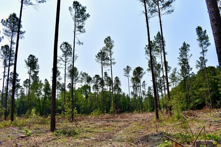 Lot 3- Recreational Land for Sale in Camden SC - image 5