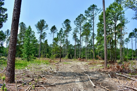 Lot 3- Recreational Land for Sale in Camden SC - image 11
