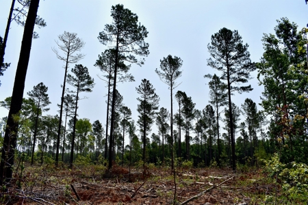 Lot 3- Recreational Land for Sale in Camden SC - image 10