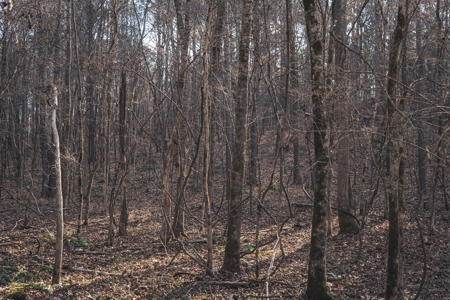 Large Residential Lot in Lincoln Parish - image 35