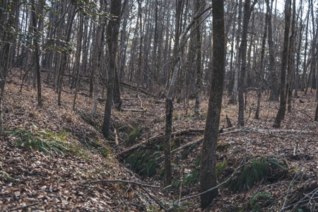 Large Residential Lot in Lincoln Parish - image 28