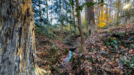 Uncover the Ultimate Retreat in South Hill, Virginia - image 3