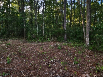 Land For Sale In Jefferson County Fl - image 1