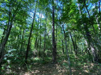 Land For Sale In Jefferson County Fl - image 5