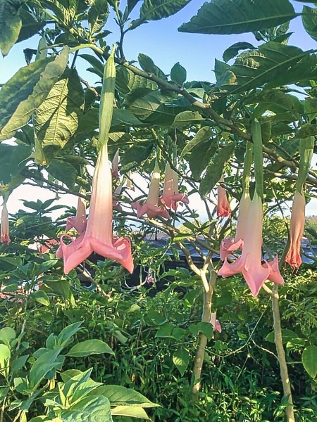 Trumpet vines accent the property
