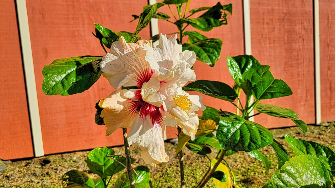 Lovely hibiscus