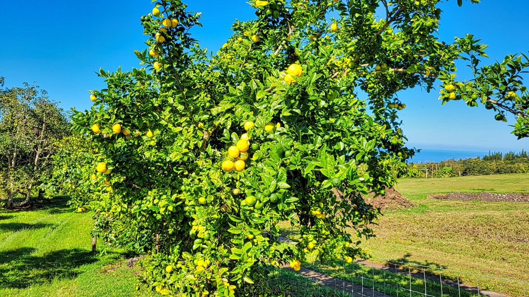 Fruit tree