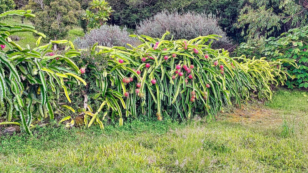 Dragon fruit grow with little care
