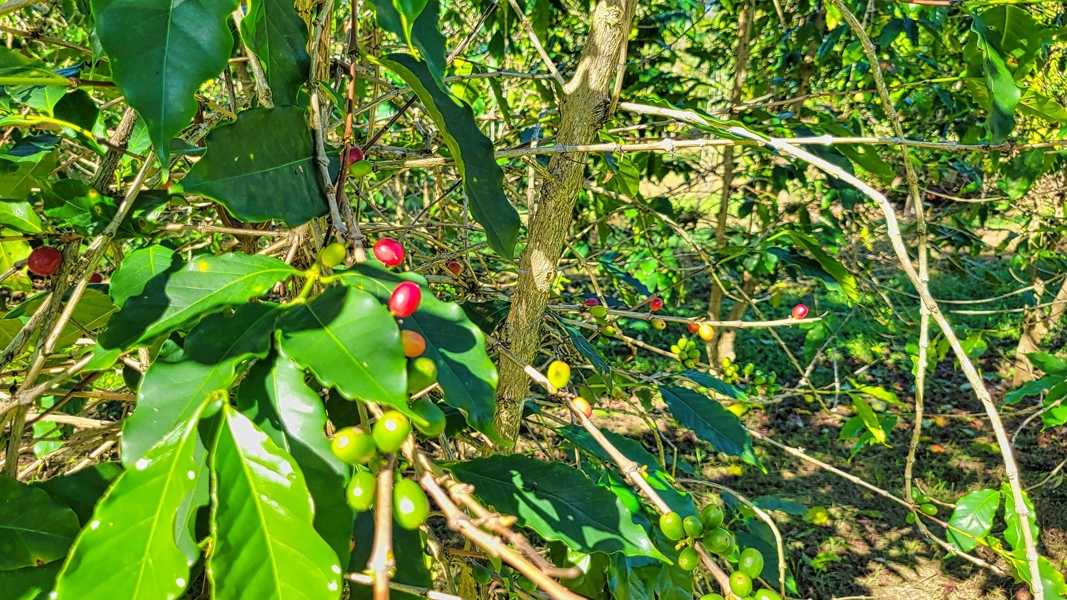 Kona coffee plants