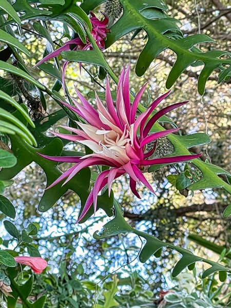 Foliage on the property
