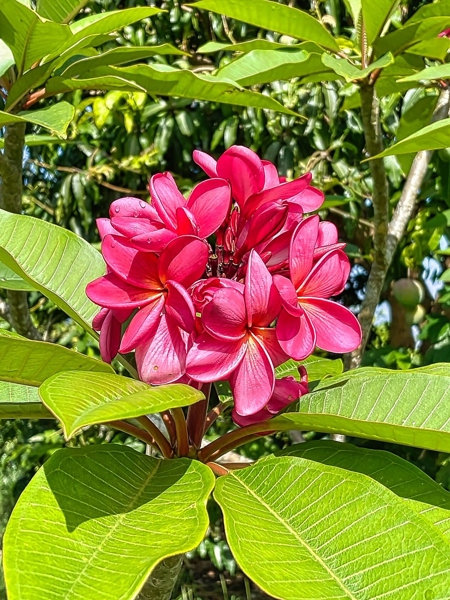 Flowers on the property