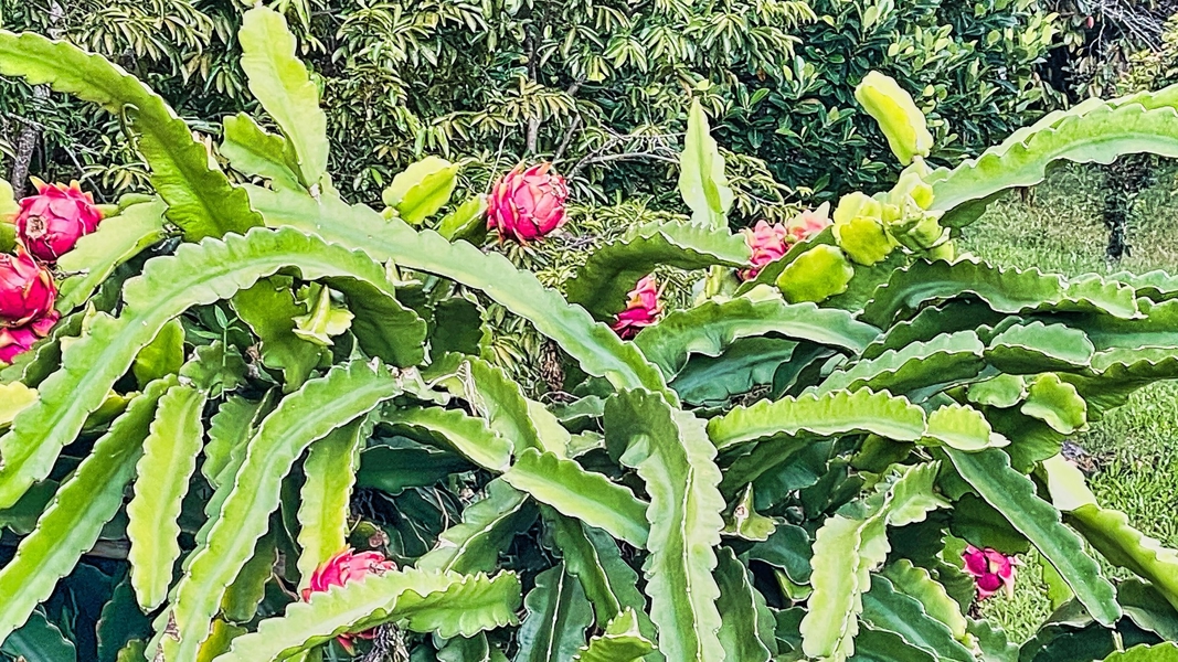 Dragon fruit provide a source of income