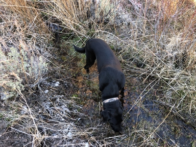 Nevada Recreational Hunting Mountain Property For Sale Reno - image 2
