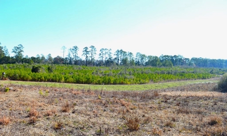 9.5 Acres of Rural Land for Sale in Pike County MS - image 4