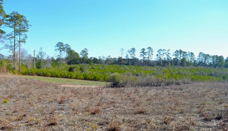 9.5 Acres of Rural Land for Sale in Pike County MS - image 3