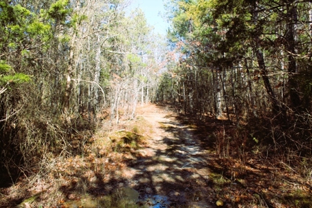 Prime 40-Acre Hunting Paradise with Home Potential! - image 21