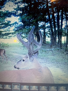 Prime 40-Acre Hunting Paradise with Home Potential! - image 33
