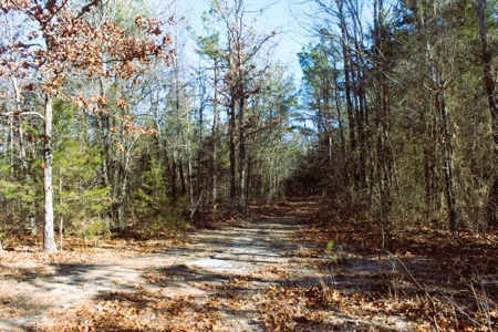 Prime 40-Acre Hunting Paradise with Home Potential! - image 28