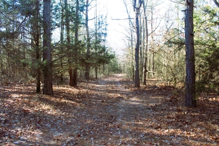 Prime 40-Acre Hunting Paradise with Home Potential! - image 27