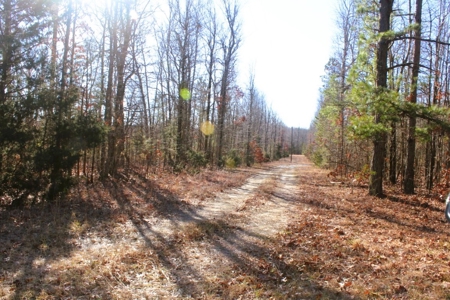 Prime 40-Acre Hunting Paradise with Home Potential! - image 9
