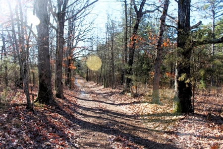 Prime 40-Acre Hunting Paradise with Home Potential! - image 8