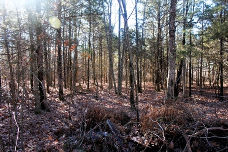 Prime 40-Acre Hunting Paradise with Home Potential! - image 23