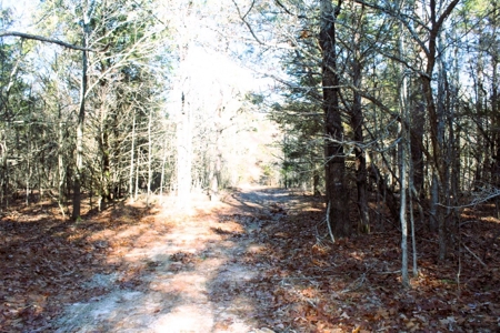 Prime 40-Acre Hunting Paradise with Home Potential! - image 25