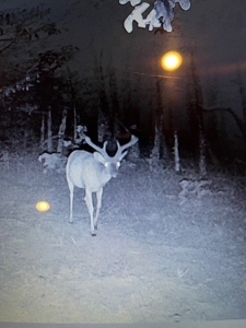 Prime 40-Acre Hunting Paradise with Home Potential! - image 32