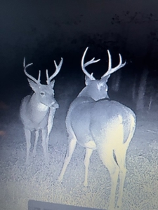 Prime 40-Acre Hunting Paradise with Home Potential! - image 5