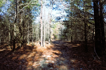 Prime 40-Acre Hunting Paradise with Home Potential! - image 26
