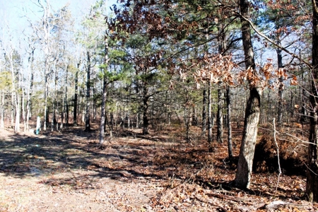 Prime 40-Acre Hunting Paradise with Home Potential! - image 24