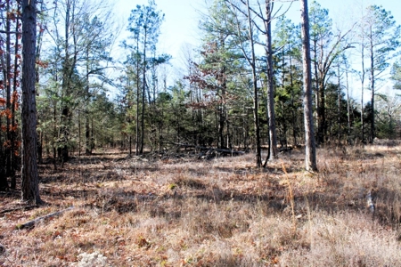 Prime 40-Acre Hunting Paradise with Home Potential! - image 14