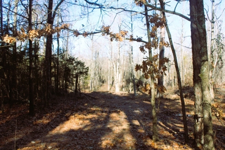 Prime 40-Acre Hunting Paradise with Home Potential! - image 19
