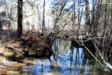 Prime 40-Acre Hunting Paradise with Home Potential! - image 30