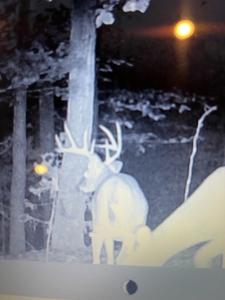 Prime 40-Acre Hunting Paradise with Home Potential! - image 3