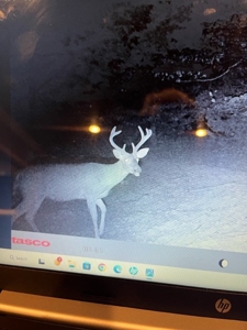 Prime 40-Acre Hunting Paradise with Home Potential! - image 2